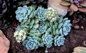 Sedum clavatum 'Blue Elf' #2