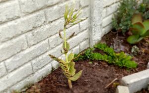 Kalanchoe marmorata
