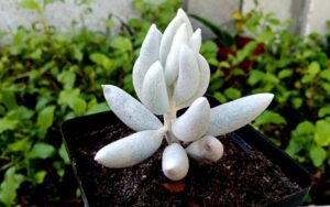 Senecio haworthii