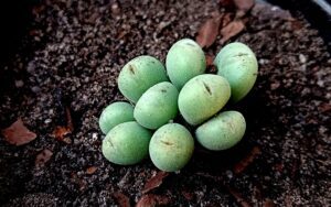 Conophytum meyeri