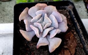 Echeveria Cubic Frost