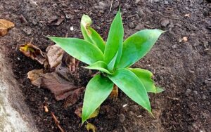 Agave attenuata