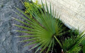 Washingtonia robusta 'Mexican Fan Palm'