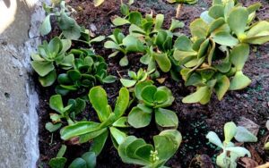 Cotyledon Orbiculata 'Macrantha' #2