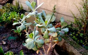Cotyledon orbiculata Grey Leaf #2