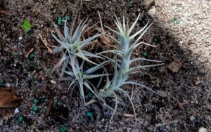 Tillandsia bergeri