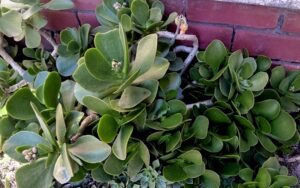 Cotyledon Orbiculata 'Macrantha'