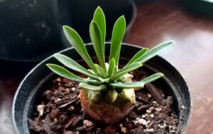 Euphorbia jaconica