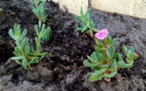 Oscularia cedarbergensis