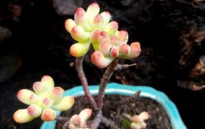 Sedum pachyphyllum Rose (Bonsai Bowl)
