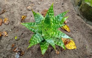 Aloe maculata (Soap Aloe)