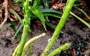 Unknown Stalk