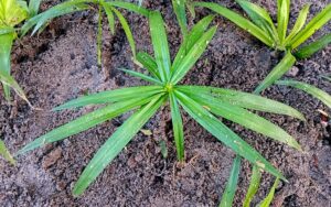 Cyperus