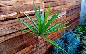Yucca aloifolia
