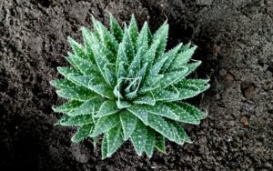 Aristaloe aristata