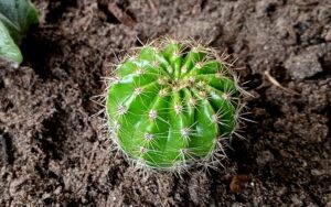 Echinopsis calochlora