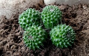 Mammillaria spinosissima Un Pico