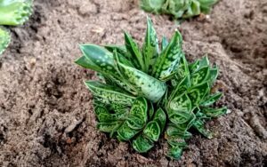 Gasteria bicolor