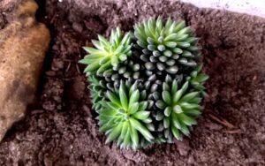 Sinocrassula yunnanensis