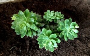 Echeveria derenbergii #2