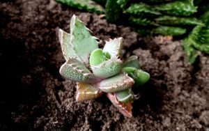 Faucaria britteniae