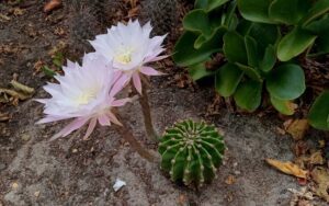 Echinopsis oxygona