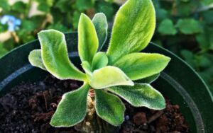 Tylecodon paniculatus 'Botterboom'