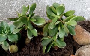 Crassula Ovata 'Jade Plant' #4