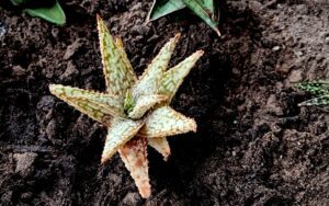 Aloe rauhii (Snowflake Aloe)