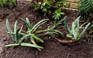 Cotyledon orbiculata var. oblonga (#3)