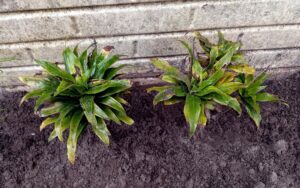 Dracaena fragrans (Corn Plant)