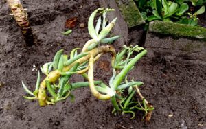 Cotyledon orbiculata var. oblonga (#4)