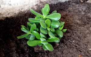 Cotyledon teddy