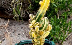 Acanthocereus tetragonus 'Fairy Castle'