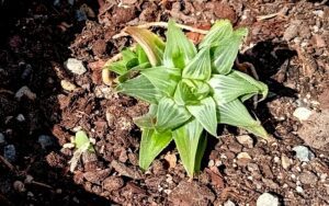 Haworthia "Grey Ghost"