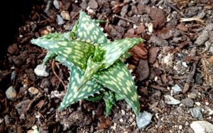 Aloe descoingsii