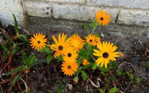 Namaqualand Daisy