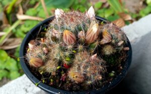 Mammillaria prolifera