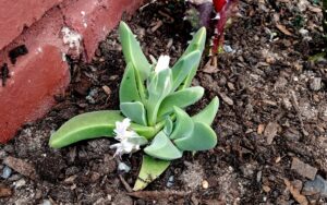 Gibbaeum velutinum