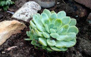 Echeveria Green Pearl