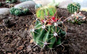 Ferocactus emoryi