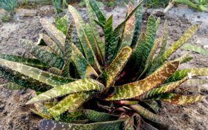 Gasteria carinata