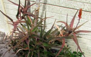 Aloe dawei
