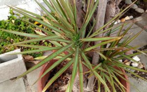 Dracaena marginata
