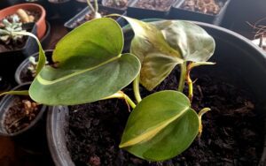 Philodendron hederaceum