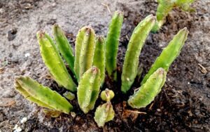 Stapelia leendertziae