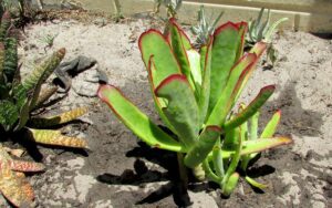Cotyledon orbiculata #3