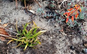 Aloe millotii