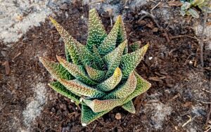 Haworthia attenuata