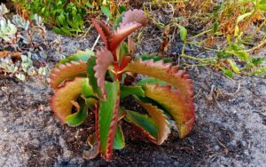 Kalanchie sexangularis